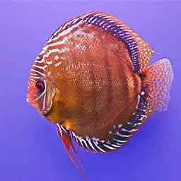 Alenquer
