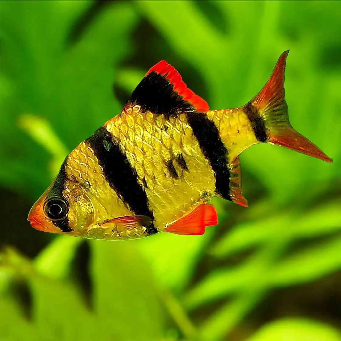 Barbusi