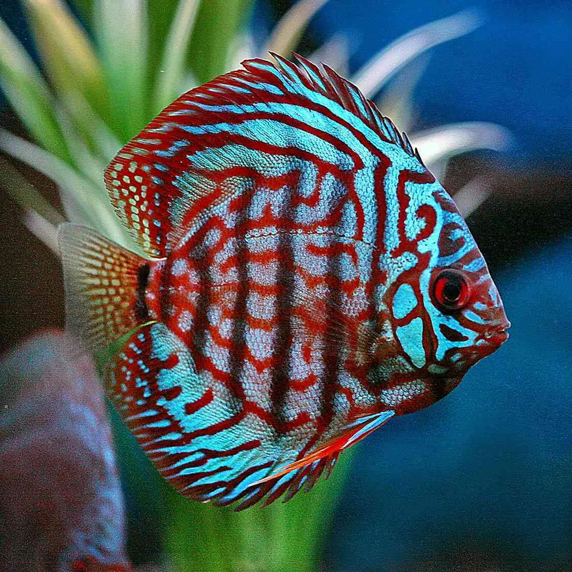 Diskusi