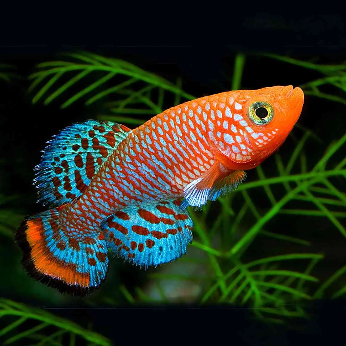 Killifish
