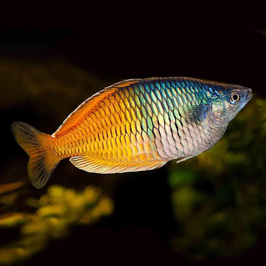 Rainbow fish