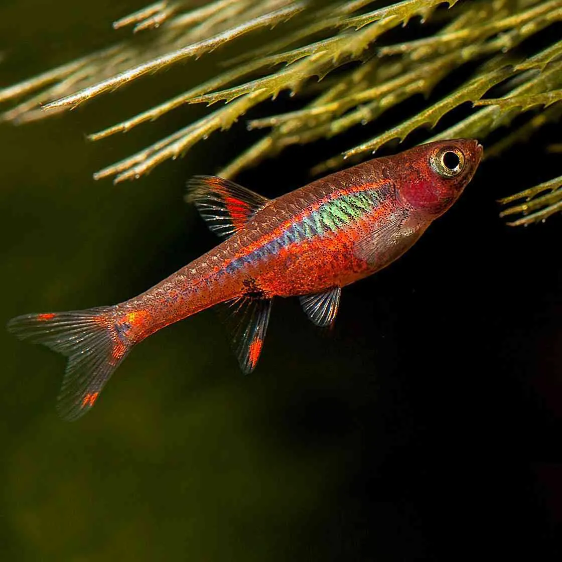 Danio, Rasbora, Tanichthys