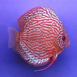 Red Turquoise