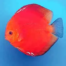 Solid Fire Red