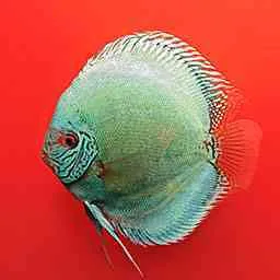 Solid Turquoise